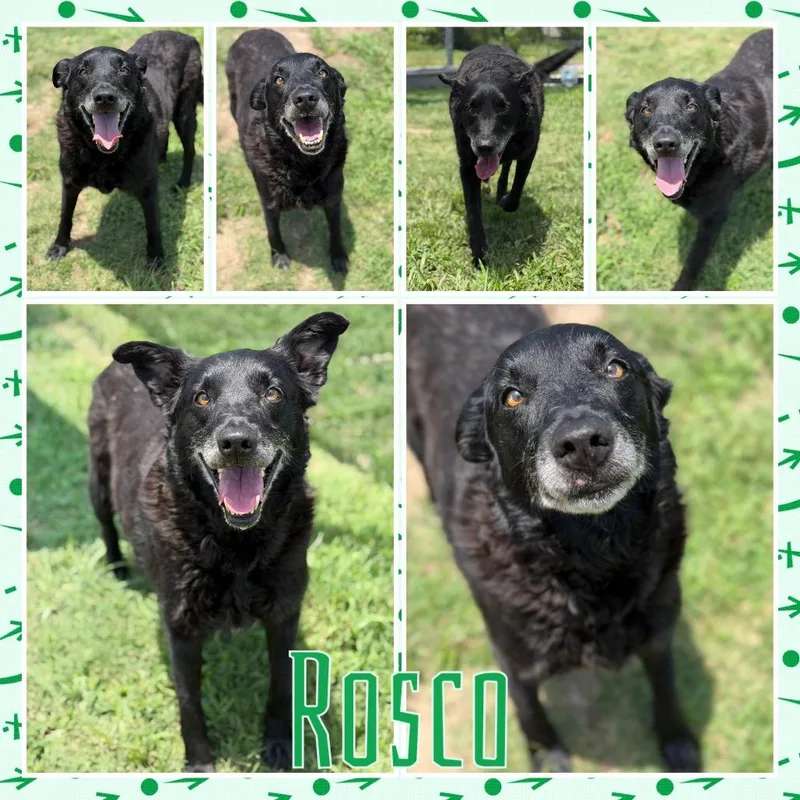 Rosco thumbnail 2