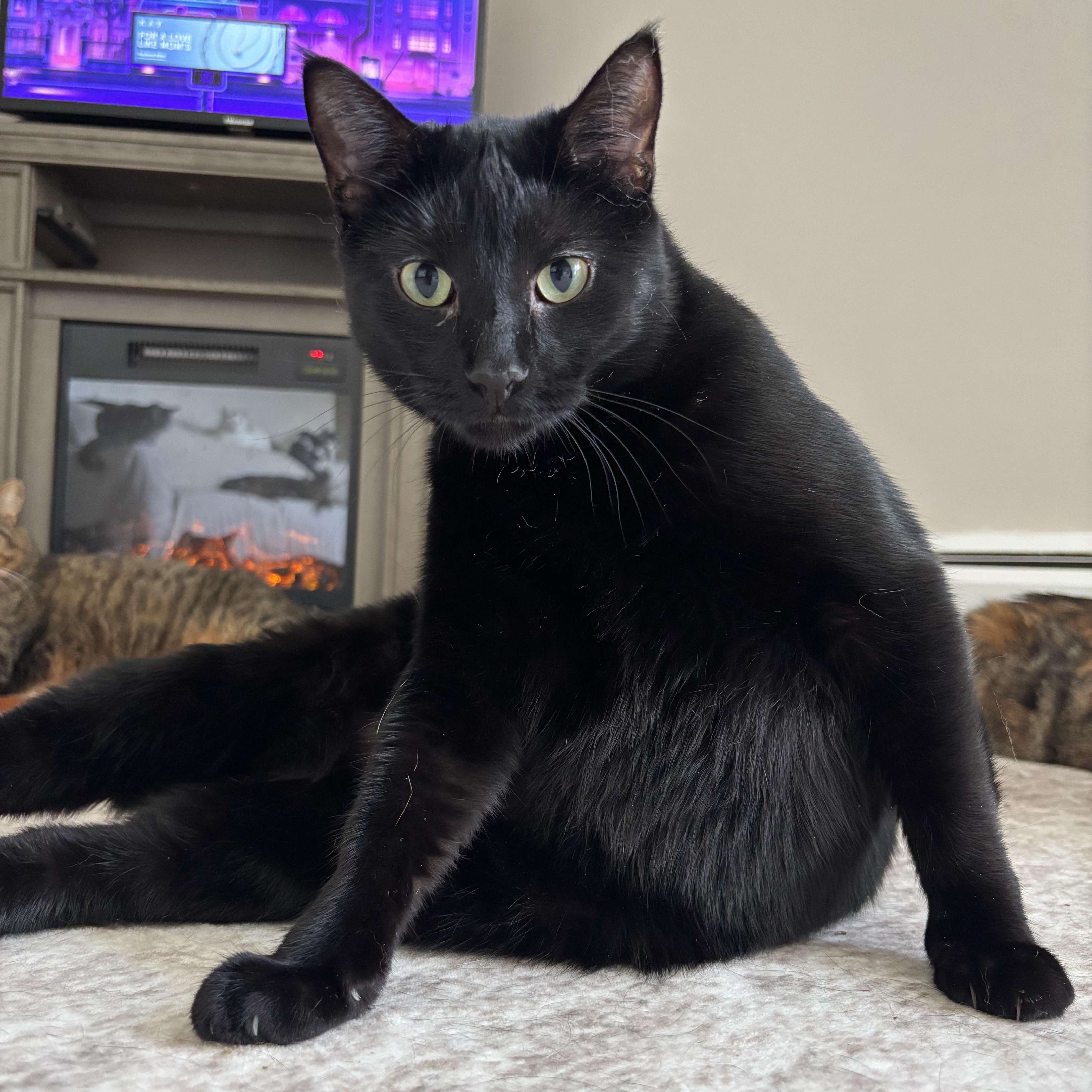 A young large-sized female Black Domestic Short Hair cat named Jade for adoption in Buffalo, NY