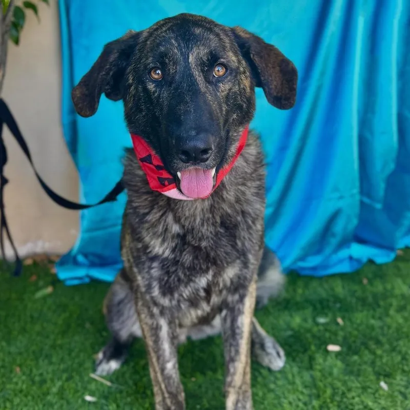 An adult large-sized male Brindle Dutch Shepherd dog named Fred for adoption in Rowland Heights, CA