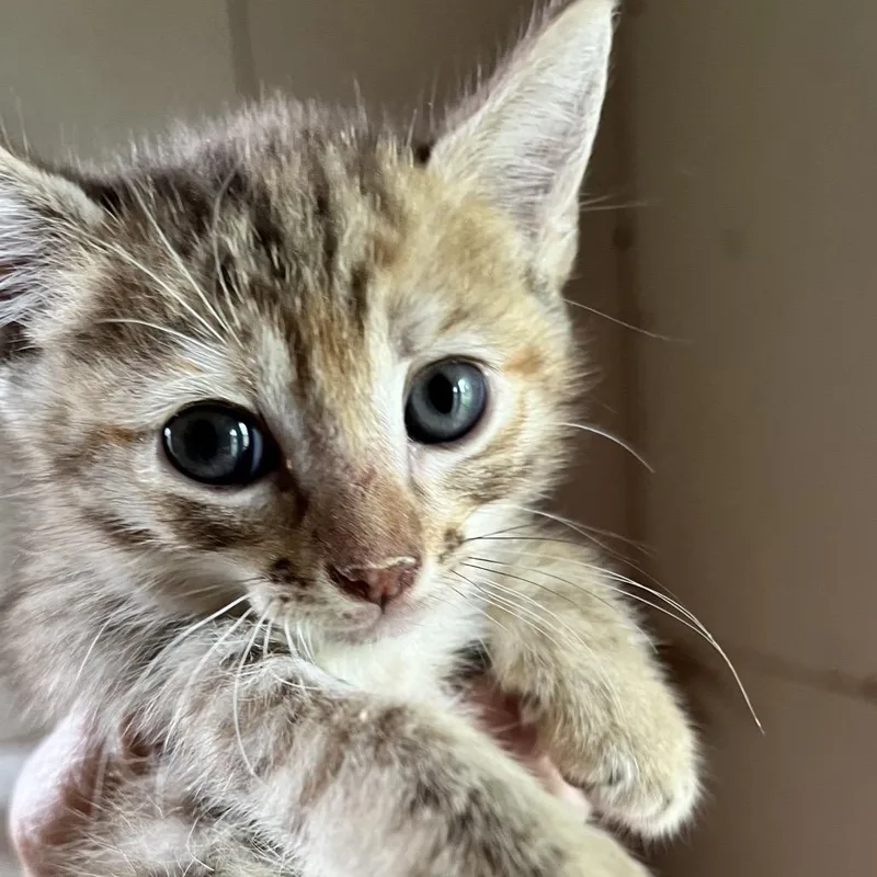 A baby small-sized female Brown / Chocolate Domestic Short Hair cat named Ruby Princess for adoption in Volcano, HI