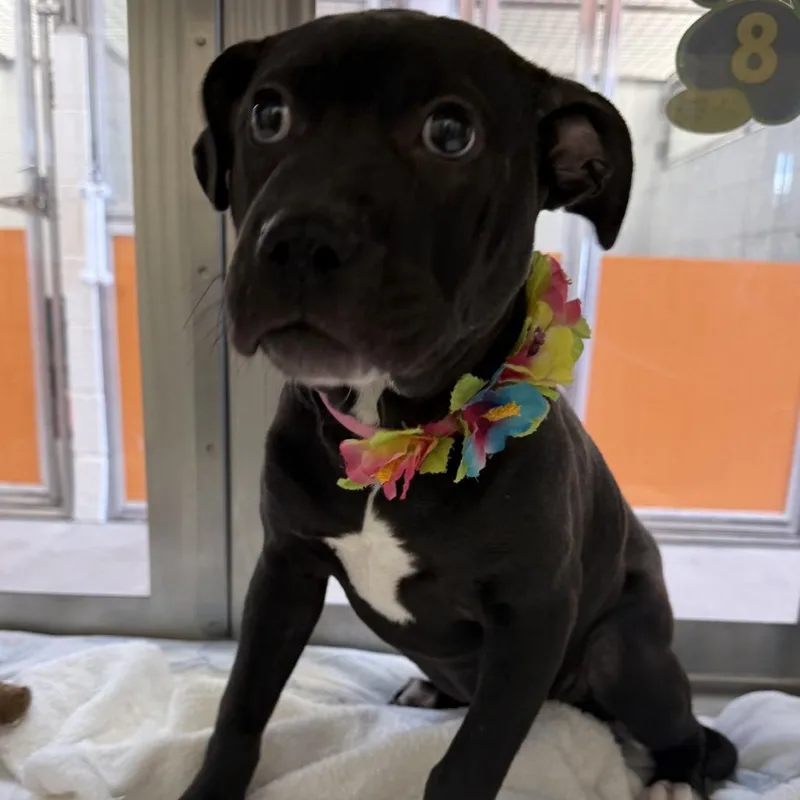 A baby small-sized female Black Mixed Breed dog named Eva for adoption in Las Cruces, NM