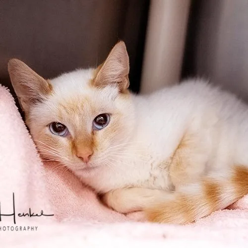 A young medium-sized female Flame Point Siamese cat named Juno for adoption in Brockton, MA