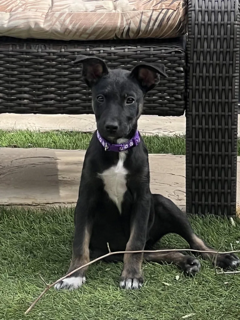 Kora