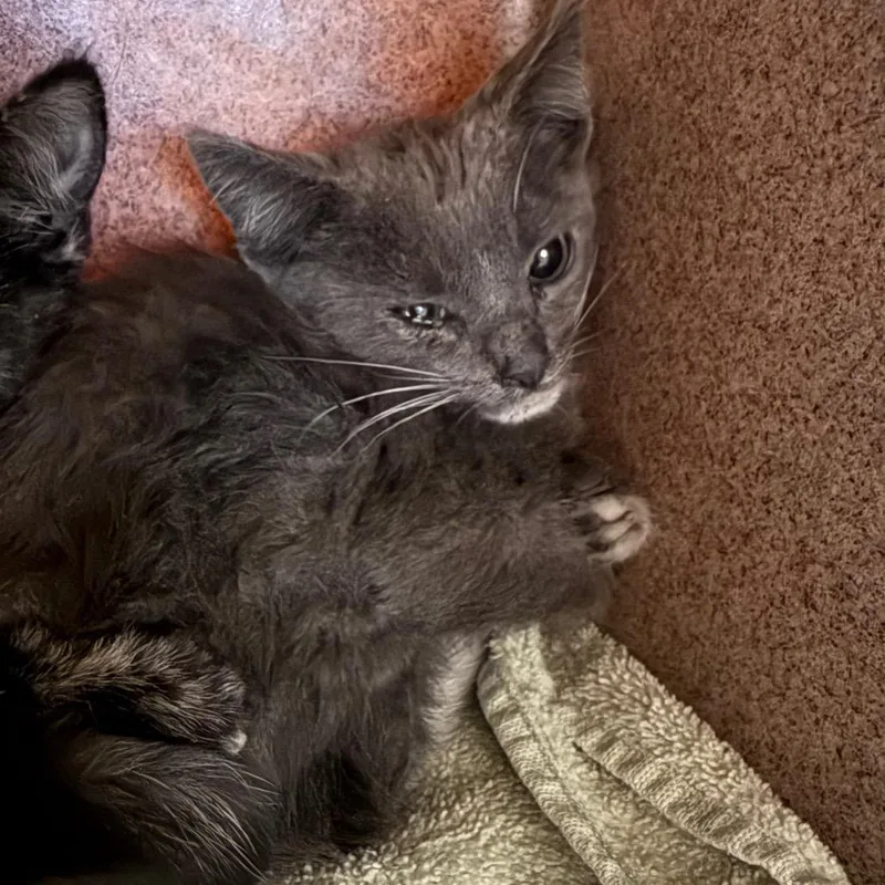 A baby small-sized male Gray / Blue / Silver Domestic Short Hair cat named Toddbert for adoption in Pasadena, CA