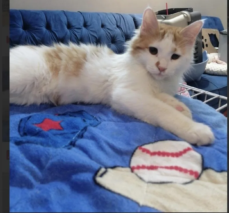 A baby small-sized male Orange & White Turkish Angora cat named Mcnuggets for adoption in Randolph, MA