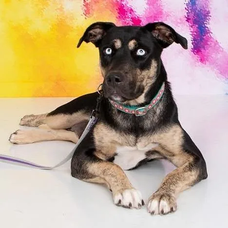 An adult medium-sized female Black Mixed Breed dog named Blessings for adoption in Fredericksburg, VA