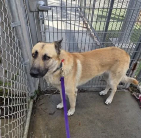 An adult large-sized male German Shepherd Dog dog named Montana for adoption in Los Angeles, CA