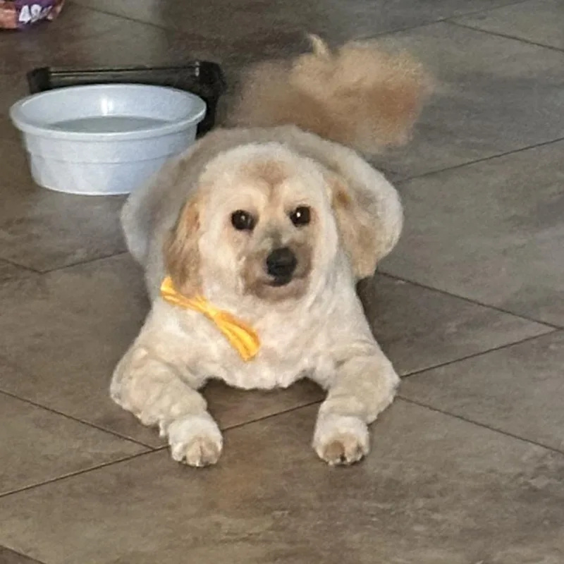 A senior medium-sized female Yellow / Tan / Blond / Fawn Terrier dog named Lucia for adoption in San Jacinto, CA