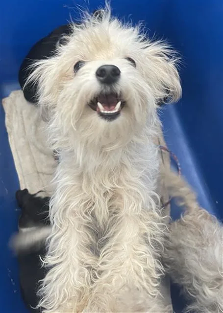 An adult small-sized female Mixed Breed dog named Cheddar for adoption in Dallas, TX