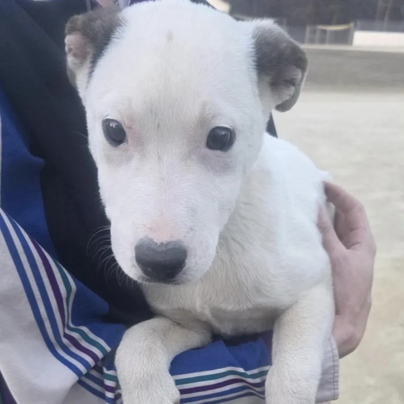 Marshmallow thumbnail 2