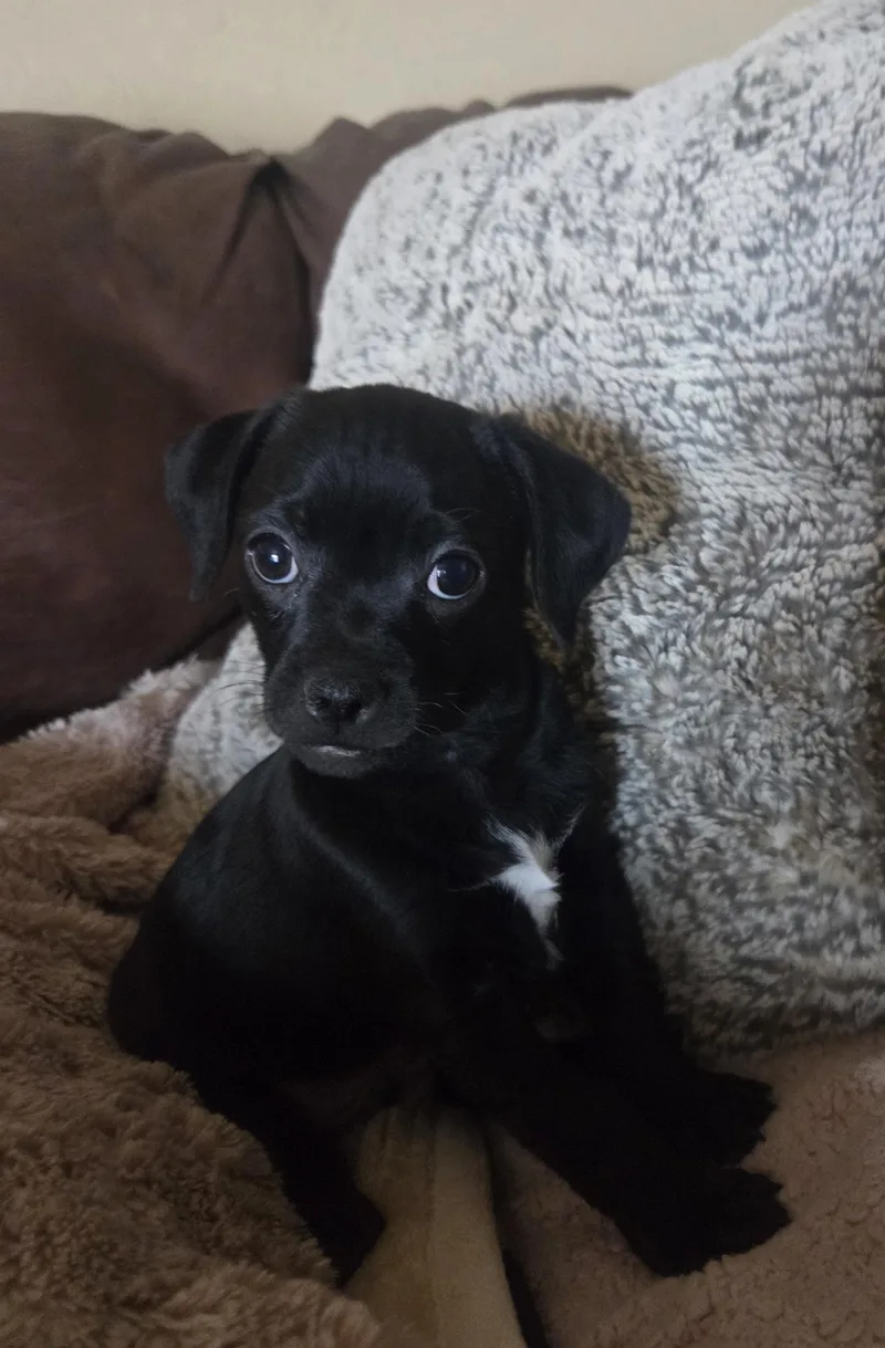 A baby small-sized male Black Pug dog named Uno for adoption in Cave Creek, AZ