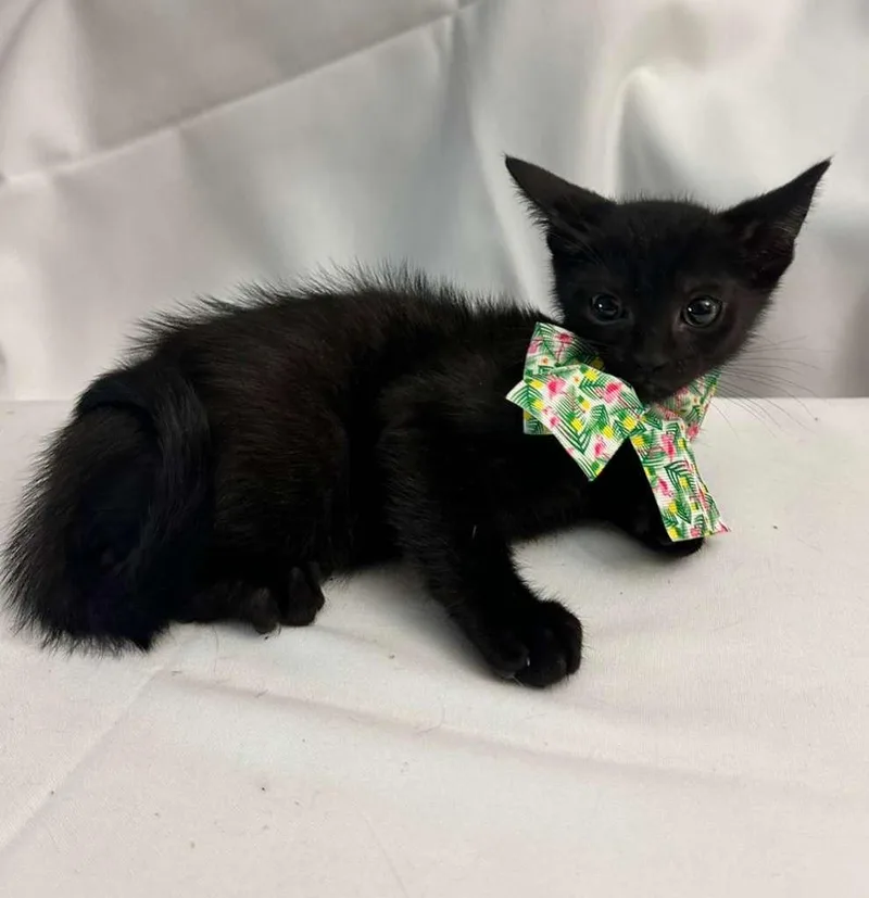 A baby medium-sized male Black Domestic Short Hair cat named Leonard for adoption in Margate, FL