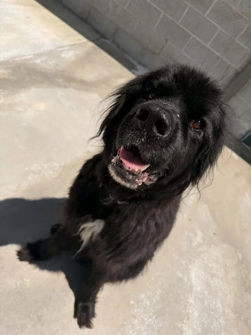 An adult extra large-sized male Black Newfoundland Dog dog named Ollie for adoption in Berryville, VA
