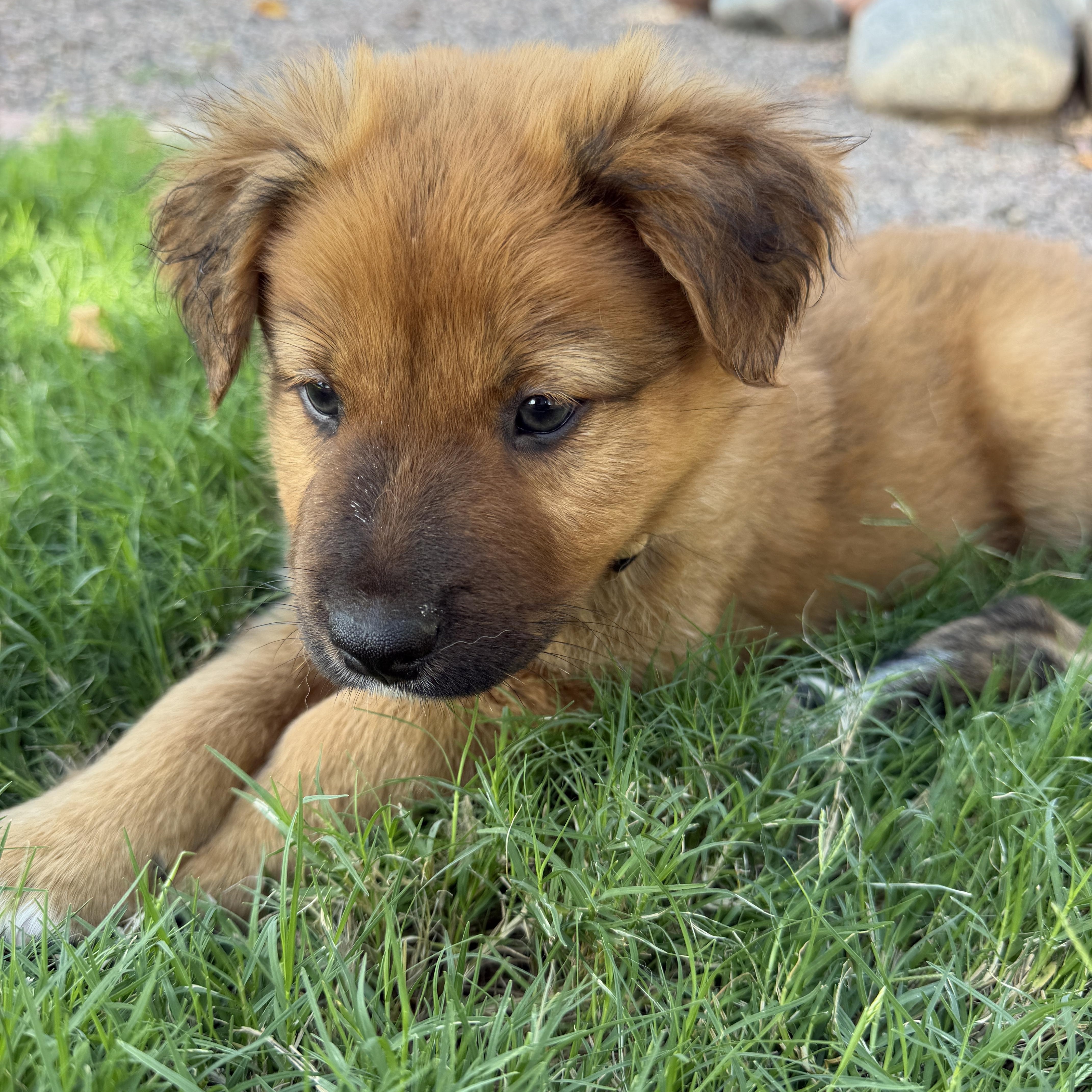 A baby medium-sized male Golden Australian Shepherd dog named Ryker for adoption in Gilbert, AZ