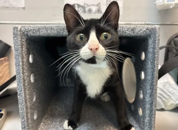A young medium-sized male Domestic Short Hair cat named Merlin for adoption in New York, NY