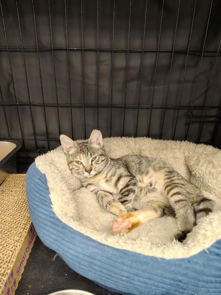 A baby medium-sized female Domestic Short Hair cat named Arabella for adoption in Logan, UT