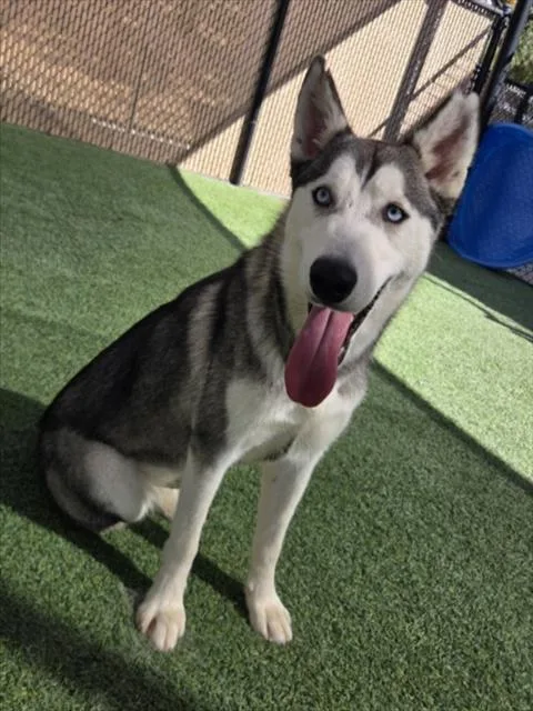A young small-sized female Siberian Husky dog named Parker for adoption in Norco, CA