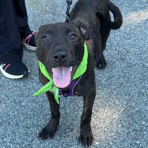 A baby medium-sized female Brindle Terrier dog named Dee for adoption in Washington DC, DC