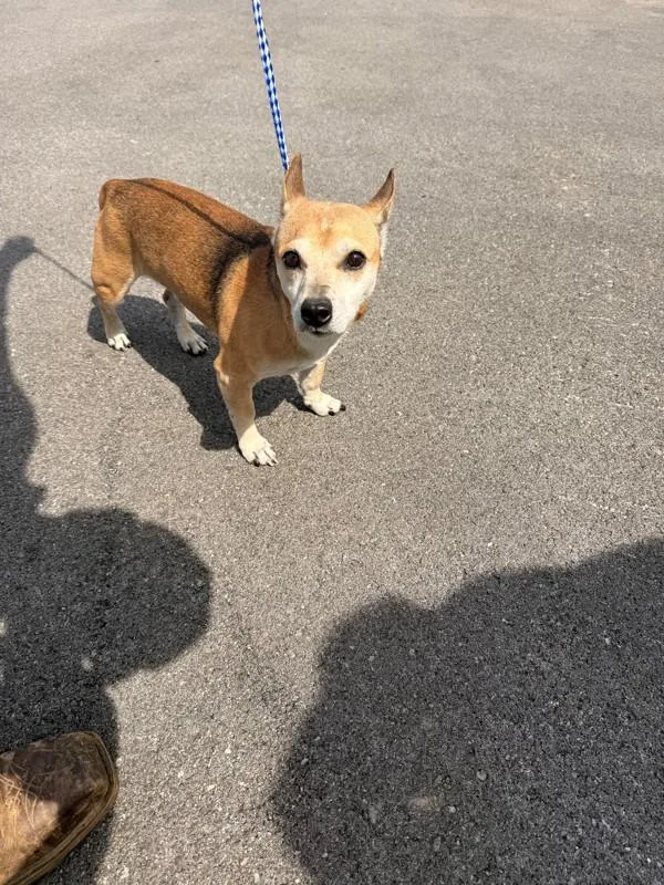 A senior small-sized male Chihuahua dog named Buster for adoption in Campbellsville, KY
