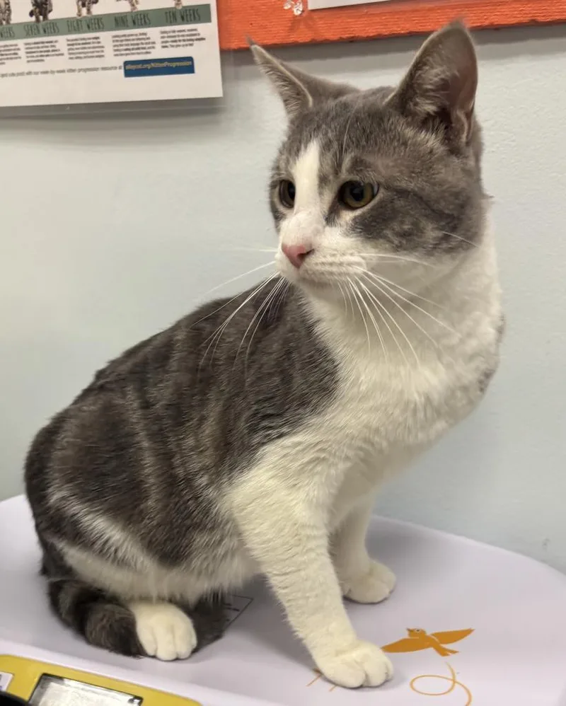 A baby medium-sized male Domestic Short Hair cat named Ewing for adoption in Saint Paul, MN