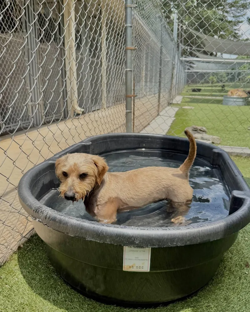 Cosmo