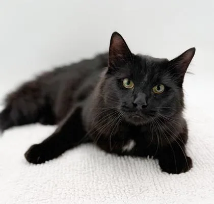 An adult medium-sized male Domestic Long Hair cat named Harvey for adoption in Bowling Green, KY