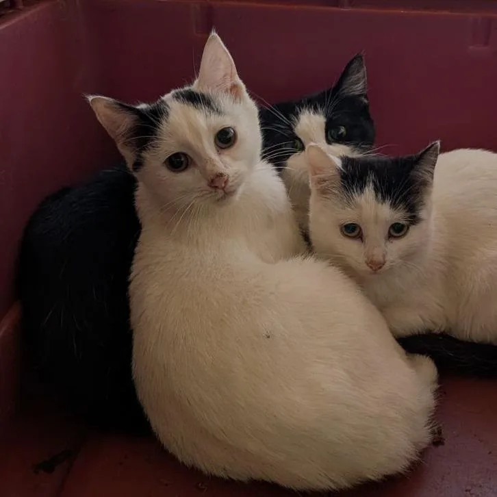 A young medium-sized female Domestic Short Hair cat named Libra for adoption in Fairport, NY