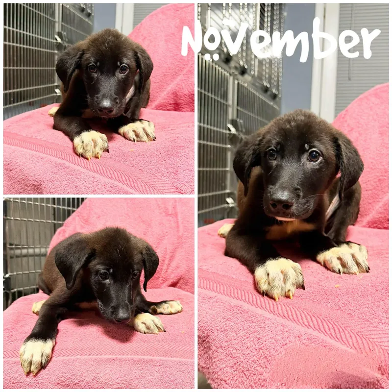 November