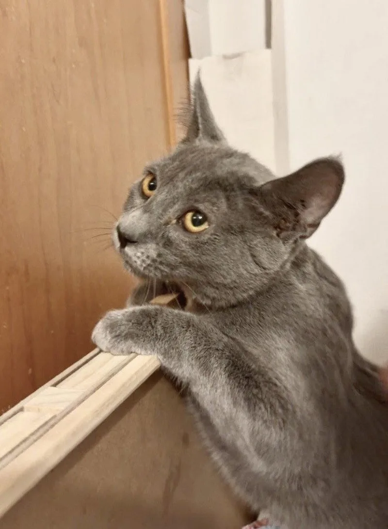 A baby large-sized female Gray / Blue / Silver Domestic Short Hair cat named Portobella for adoption in Harrisburg, PA