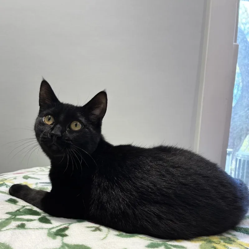 A young small-sized female Black Domestic Short Hair cat named Stormfly for adoption in East Hampton, NY