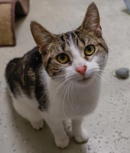 A young medium-sized female Domestic Short Hair cat named Little Miss for adoption in Baraboo, WI