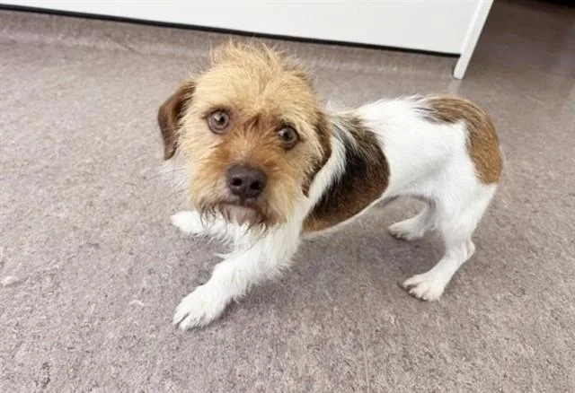 An adult small-sized male Terrier dog named Mustache for adoption in Saint Louis, MO