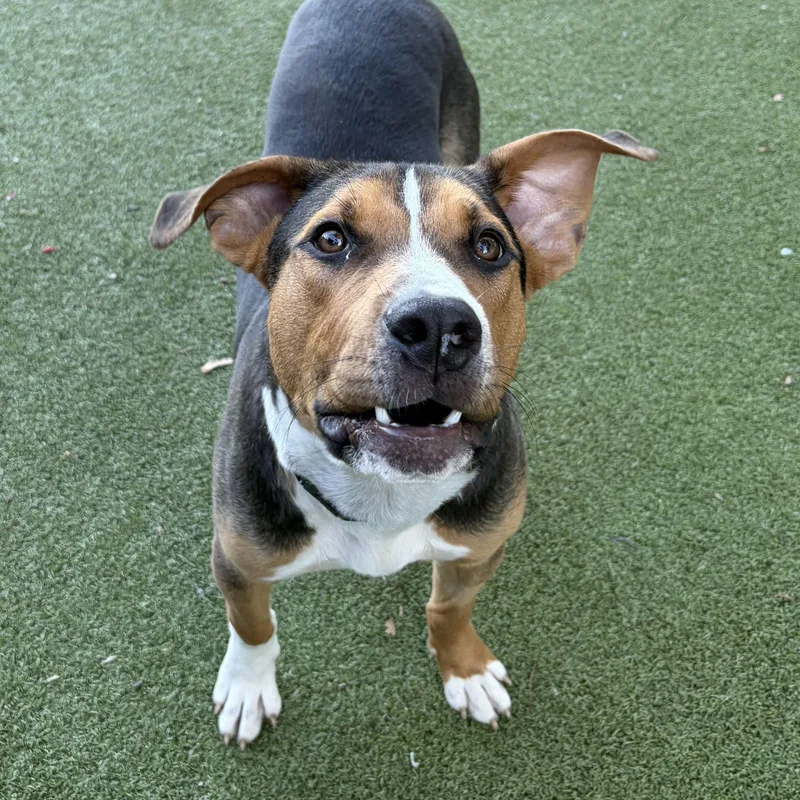 A young medium-sized male Hound dog named Jake for adoption in New Bedford, MA