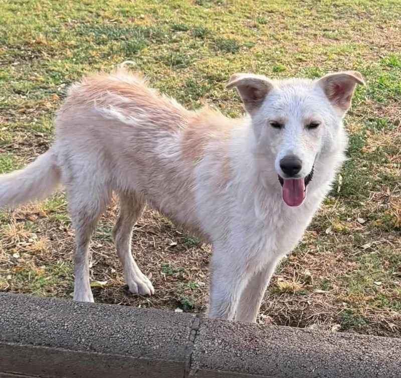 A young medium-sized female White / Cream Husky dog named Cinder for adoption in Deming, NM