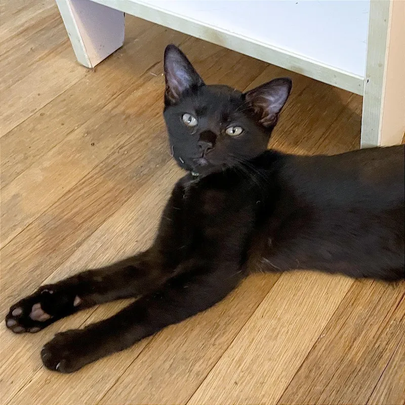 A baby small-sized female Black Domestic Short Hair cat named Moonbeam for adoption in Pleasant Hill, CA