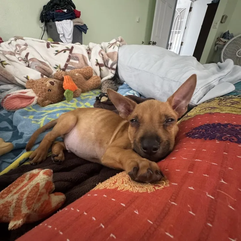 A baby medium-sized male Yellow / Tan / Blond / Fawn Mixed Breed dog named Tupac for adoption in Frederiksted, VI