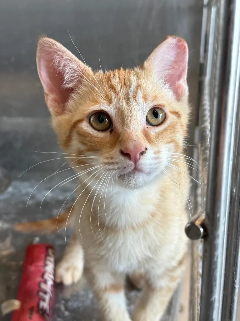 A baby small-sized male Domestic Short Hair cat named Ron Weasley for adoption in Nashville, GA