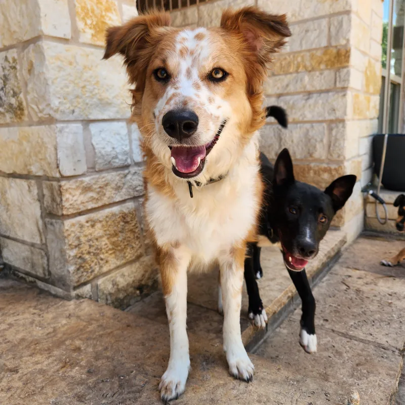 A young medium-sized male Apricot / Beige Border Collie dog named Freckles for adoption in Killeen, TX