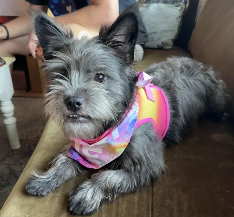 A young small-sized female Gray / Blue / Silver Miniature Schnauzer dog named Luna for adoption in Lantana, FL