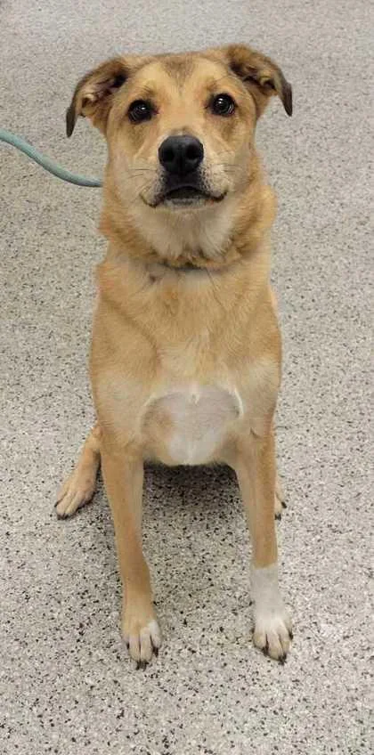 An adult large-sized female Yellow / Tan / Blond / Fawn Mixed Breed dog named Halle for adoption in Kansas City, MO