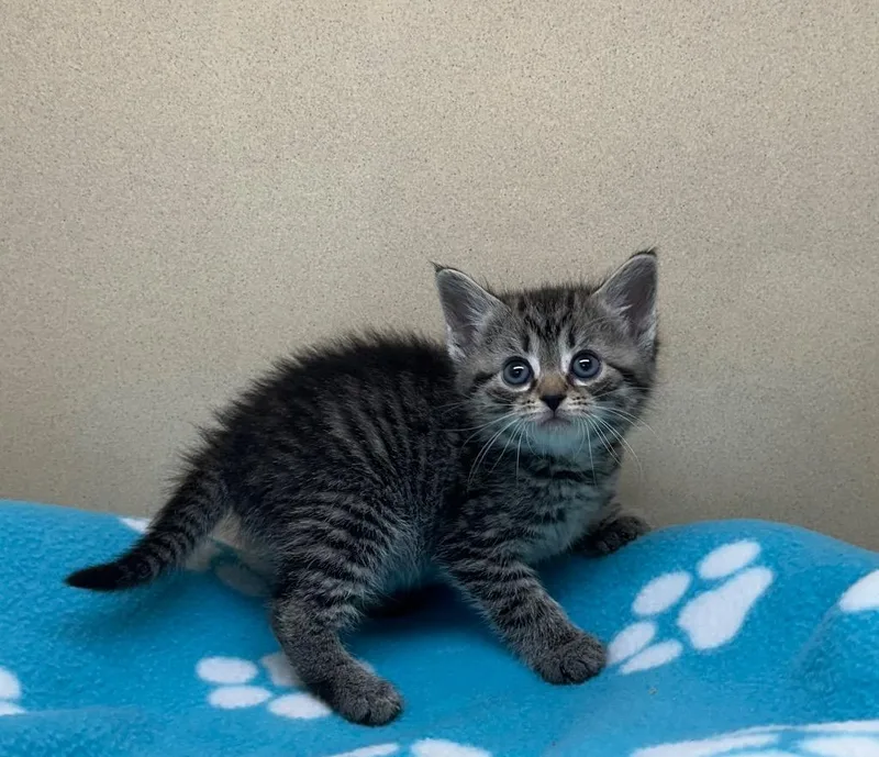 A baby small-sized female Domestic Short Hair cat named Belli Welli for adoption in Washington Court House, OH