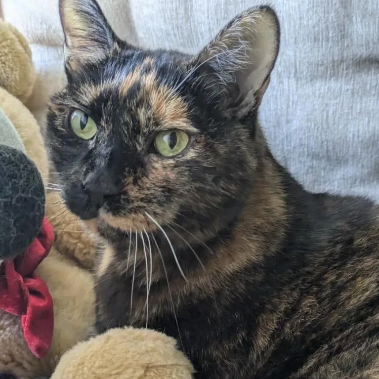 A senior extra large-sized female Black Domestic Short Hair cat named Marcie for adoption in New York, NY