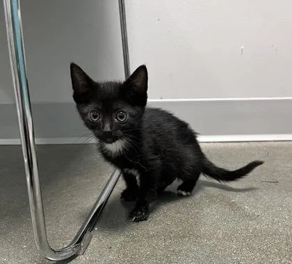 A baby small-sized male Domestic Short Hair cat named Toby for adoption in Janesville, WI