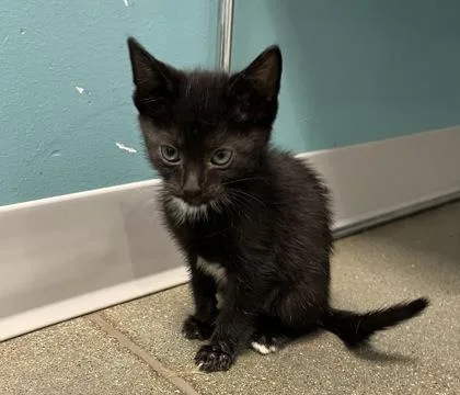 Toby thumbnail 2