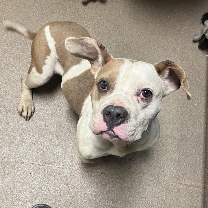 An adult medium-sized female White / Cream Mixed Breed dog named Wubudubbs for adoption in Chattanooga, TN