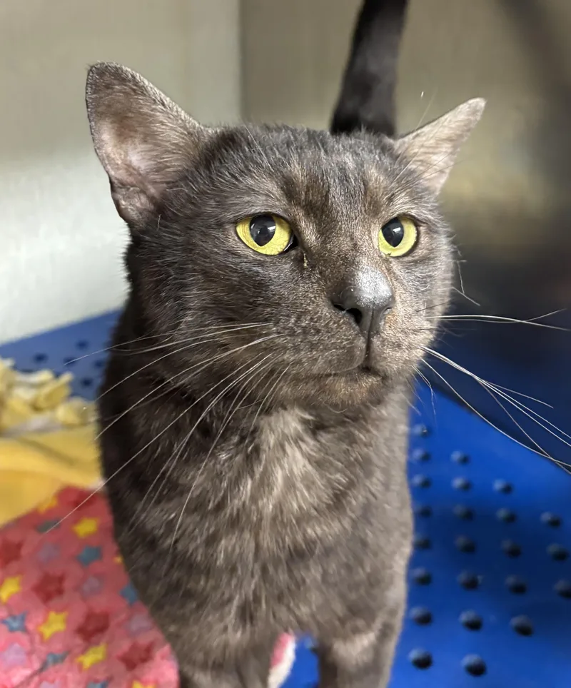 An adult medium-sized male Domestic Short Hair cat named Bart for adoption in Danville, IN