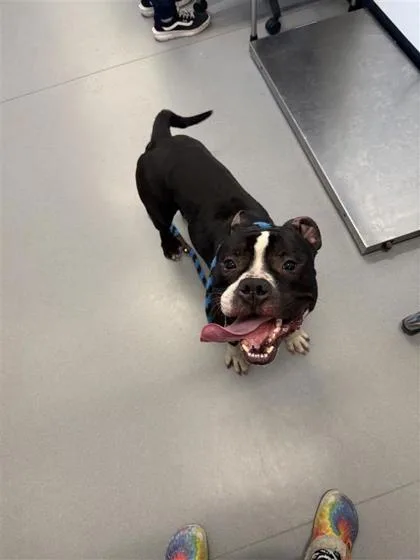 An adult large-sized male Mixed Breed dog named Custard for adoption in West Chester, PA