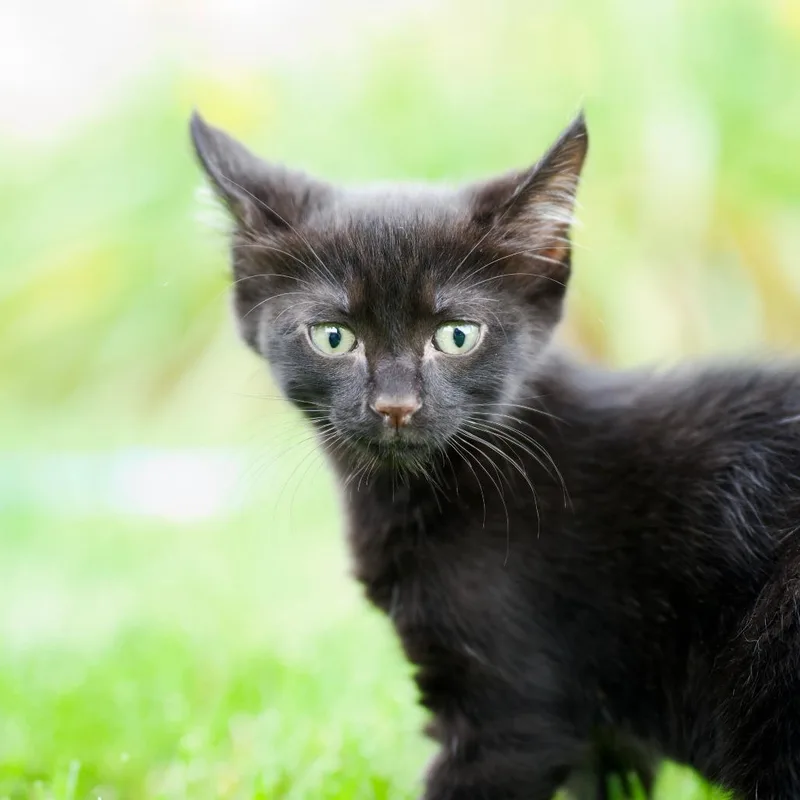 A baby small-sized male Black Domestic Short Hair cat named Wilder for adoption in Minneapolis, MN