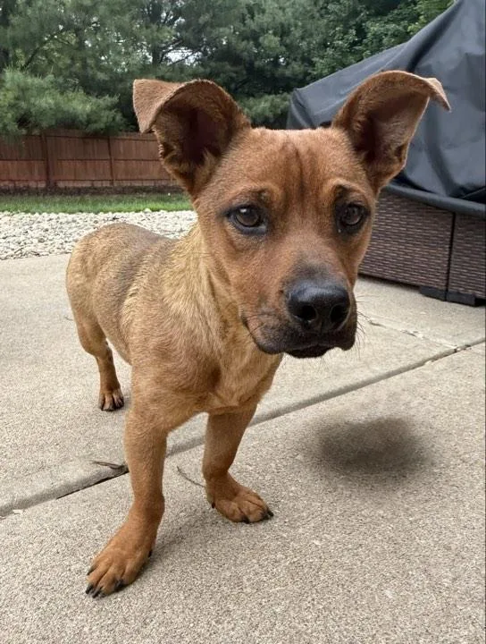 A baby medium-sized male Brown / Chocolate Mixed Breed dog named Pumbaa for adoption in Indianapolis, IN