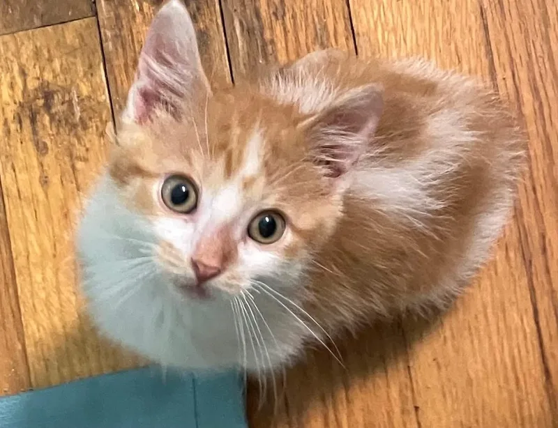 A baby medium-sized female Orange / Red Domestic Short Hair cat named Daisy for adoption in Manhattan, KS